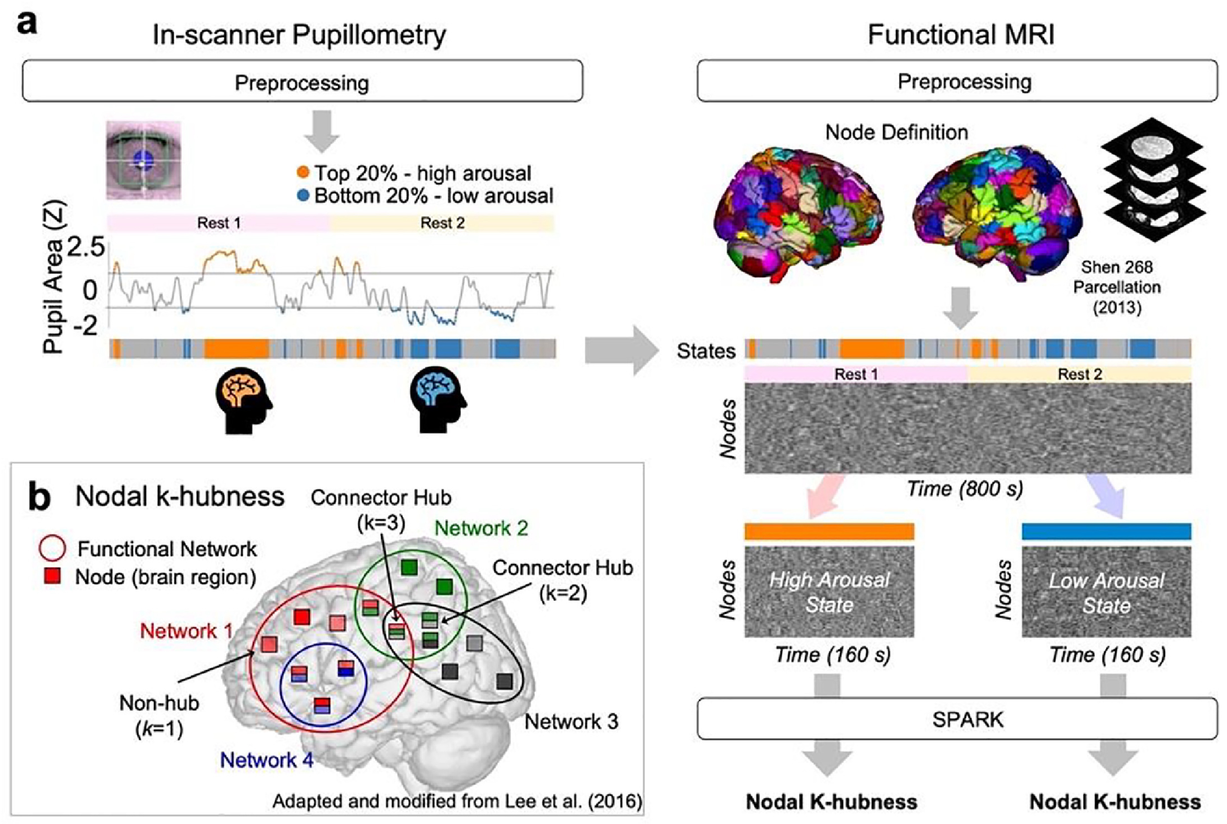Functional Neuroimaging Illustration